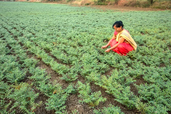 Nohut tarlasında çalışan geleneksel giysili Hintli kadın.