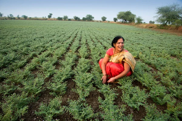 Nohut tarlasında çalışan geleneksel giysili Hintli kadın.