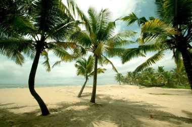 Mararikulam kumsalı, Alappuzha, Kerala, Hindistan