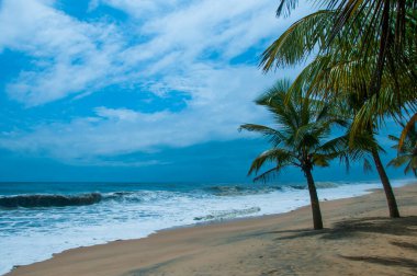 Mararikulam 'ın kumlu sahilinde hindistan cevizi oluğu, Kerala