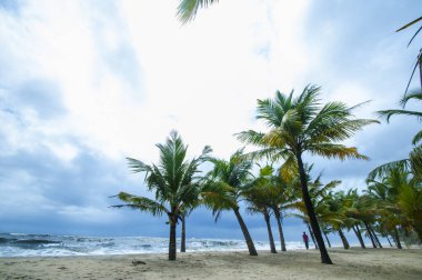 Mararikulam 'ın kumlu sahilinde hindistan cevizi oluğu, Kerala