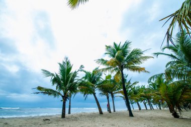 Mararikulam 'ın kumlu sahilinde hindistan cevizi oluğu, Kerala