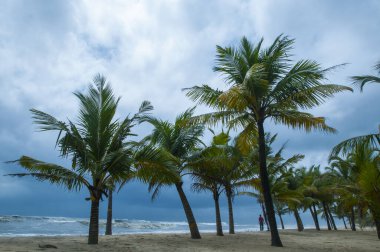 Mararikulam 'ın kumlu sahilinde hindistan cevizi oluğu, Kerala