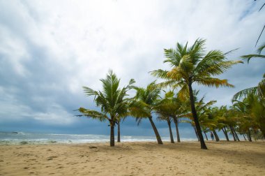 Mararikulam 'ın kumlu sahilinde hindistan cevizi oluğu, Kerala