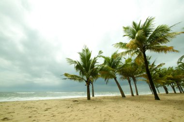 Mararikulam 'ın kumlu sahilinde hindistan cevizi oluğu, Kerala