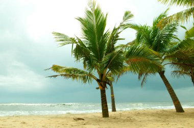 Mararikulam 'ın kumlu sahilinde hindistan cevizi oluğu, Kerala