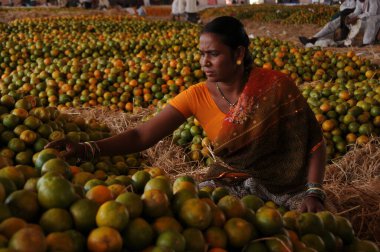 Hindistan 'da çiftçi pazarında turuncu paketleme yapan kadın..