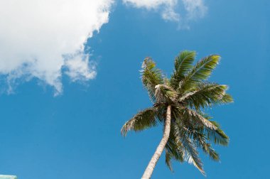 Hindistan cevizi ağacı gökyüzü arka plan üzerinde.