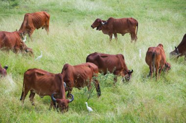 yeşil çayır üzerinde otlayan inekler