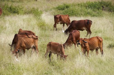 yeşil çayır üzerinde otlayan inekler