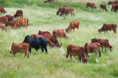 yeşil çayır üzerinde otlayan inekler
