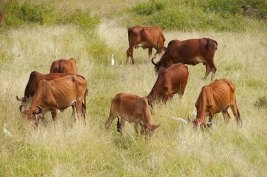 yeşil çayır üzerinde otlayan inekler