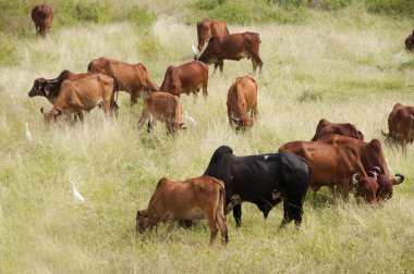 yeşil çayır üzerinde otlayan inekler