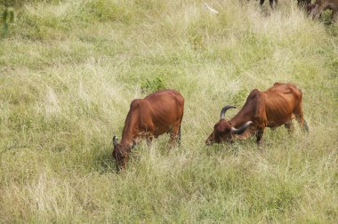 yeşil çayır üzerinde otlayan inekler