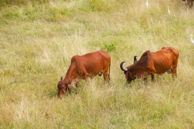 yeşil çayır üzerinde otlayan inekler