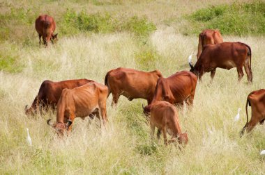 yeşil çayır üzerinde otlayan inekler