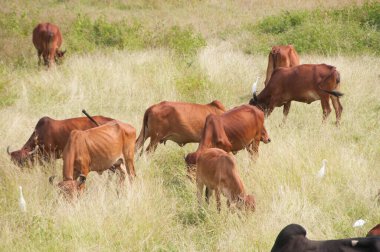yeşil çayır üzerinde otlayan inekler