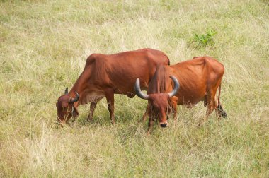 yeşil çayır üzerinde otlayan inekler