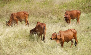 yeşil çayır üzerinde otlayan inekler