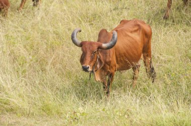 yeşil çayır üzerinde otlayan inekler