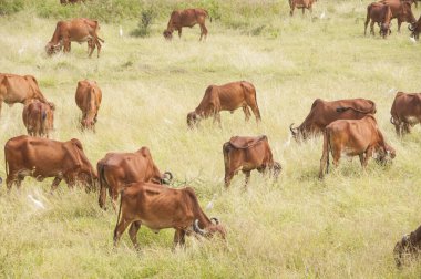 yeşil çayır üzerinde otlayan inekler