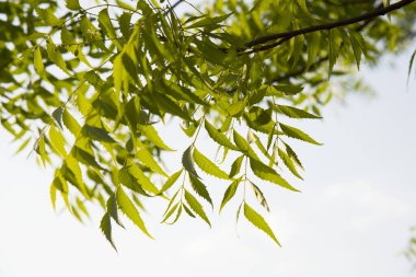 Neem ağacı yapraklarından bir dal. Doğal Tıp.