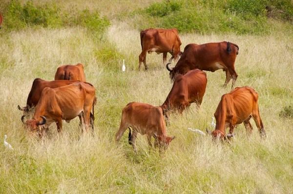 yeşil çayır üzerinde otlayan inekler