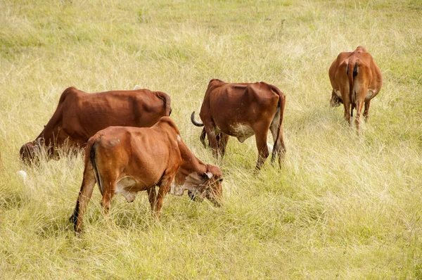 yeşil çayır üzerinde otlayan inekler