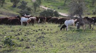 Koyunlar ve keçiler tarlada otluyor.