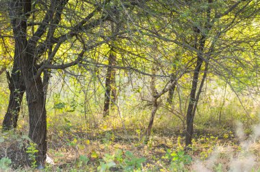 Soyut orman geçmişi, doğa soyut arka plan, orman bulanık arka plan.