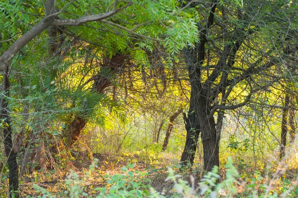 Soyut orman geçmişi, doğa soyut arka plan, orman bulanık arka plan.