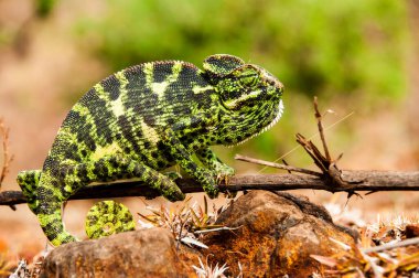 Ormandaki Hint Bukalemunu, Chamaeleo zeylanicus.