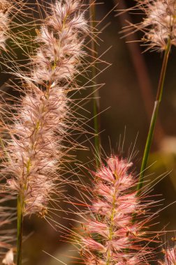 Çimenleri kapat, sabah doğa arka planı, çayırdaki yabani çiçek.,