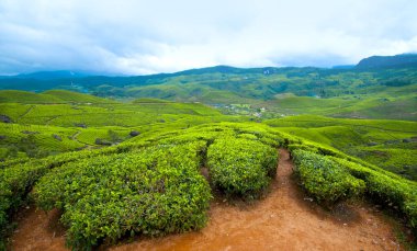 Munnar, Kerala, Hindistan 'daki çay tarlaları.