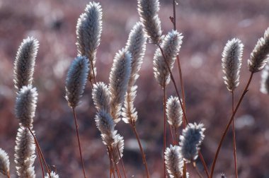 Çimenleri kapat, sabah doğa arka planı, çayırdaki yabani çiçek.,