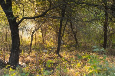 Ormanda sabah, ormanda altın ışık.