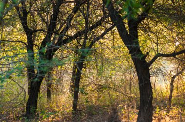 Ormanda sabah, ormanda altın ışık.