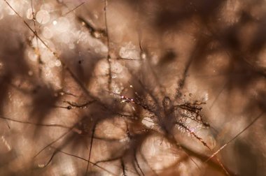 Çimenleri kapat, sabah doğa arka planı, çayırdaki yabani çiçek.,