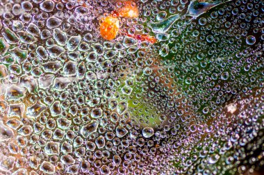 Çiy damlaları soyut doğa arkaplanını kapatır