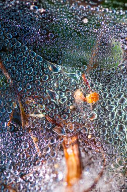 Çiy damlaları soyut doğa arkaplanını kapatır