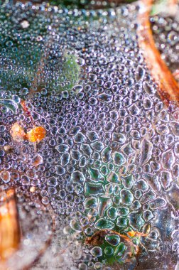 Çiy damlaları soyut doğa arkaplanını kapatır