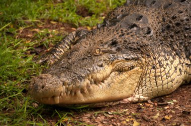 Bir timsahın yakınına.