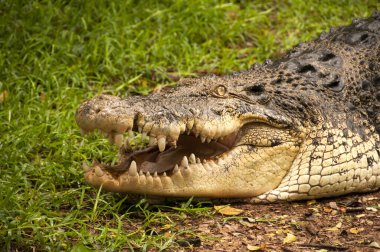 Bir timsahın yakınına.