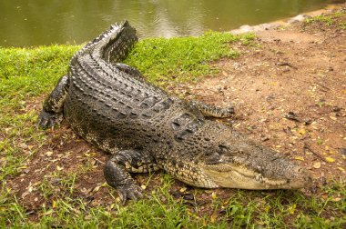Timsahlar ya da timsahlar güneşin tadını çıkarıyor..