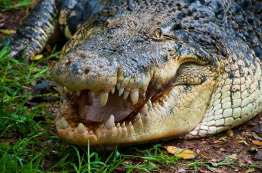 Bir timsahın yakınına.