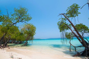 Havelock Adası Sahili, deniz suyunda güzel bir ağaç, Andaman & Nicobar Adaları.