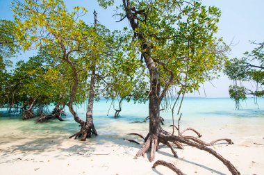 Havelock Adası Sahili, deniz suyunda güzel bir ağaç, Andaman & Nicobar Adaları.
