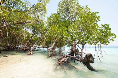 Havelock Adası Sahili, deniz suyunda güzel bir ağaç, Andaman & Nicobar Adaları.