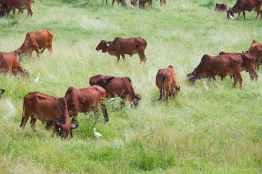 yeşil çayır üzerinde otlayan inekler