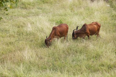 yeşil çayır üzerinde otlayan inekler